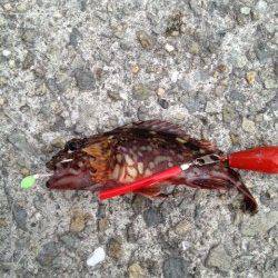 大蔵海岸 胴突きシラサでガシラ2匹