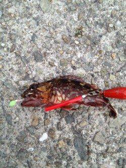 大蔵海岸 胴突きシラサでガシラ2匹