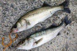 泉佐野食コンエビ撒きタイム