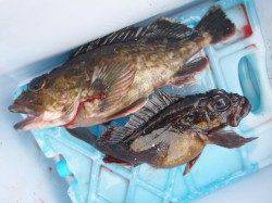 小野浜ＲＴ、ハネと良型ガシラ