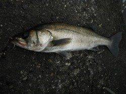 お昼前のむこがわＲＴ