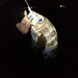 長田周辺メバリング♪