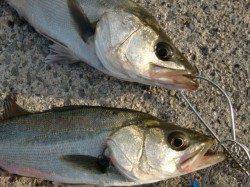 【エビ撒き】南芦屋浜リアルタイム