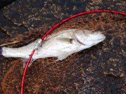 雨でも！泉大津リアルタイム　２０日　夕方