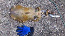 串本港、初めてのアオリイカ狙いのウキ釣りでキロアップ ↑