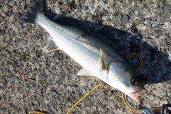 泉佐野食コン　リアルタイム