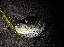 兵突でシーバス好調！！