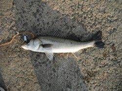 ハネ好調♪泉大津RT（3日・朝）