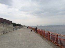 【初エビ撒き釣りでハネゲット！】南芦屋浜