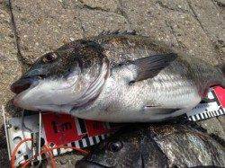 【芦屋のチヌ５２ｃｍ含む現在３枚】南芦屋浜