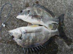 お昼のむこがわＲＴ（26日）