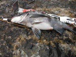 【オキアミフカセ＆エビ撒き好調♪】南芦屋浜