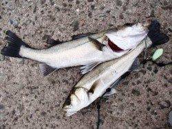 やはり大津川尻♪泉大津ＲＴ！