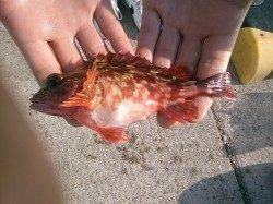 雑賀崎は今日もイワシが釣れています♪