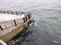 神戸空港RT メバル23cm出ました。