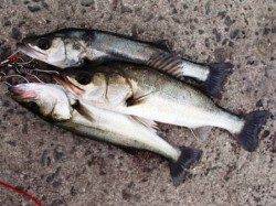 ハネいい感じ♪泉大津ＲＴ　２７日　朝