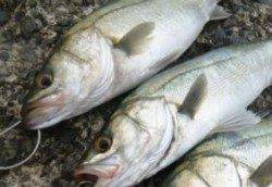 泉佐野食コン☆朝から!!