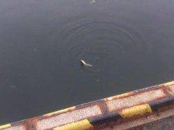 【貝塚港】エビ撒き釣り釣果情報