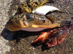 田辺・戎漁港でフカセ釣り、セイゴ・グレ・ガシラの釣果☆