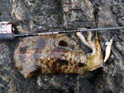 くしもとエギング！