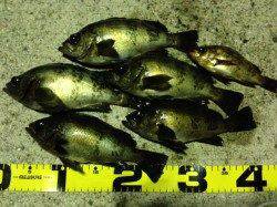 有田川一文字でメバルゲーム、表層〜中層でHIT！