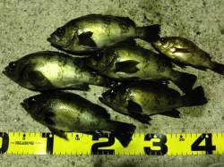 有田川一文字でメバルゲーム、表層〜中層でH…