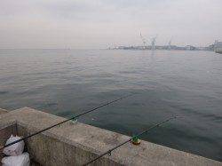 石畳でハネ♪泉大津リアルタイム　２９日　朝