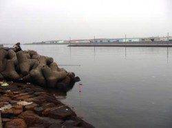 石畳でハネ♪泉大津リアルタイム　２９日　朝