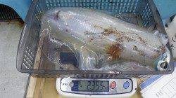 周参見堤防でヤエン釣りでアオリイカ2355ｇ