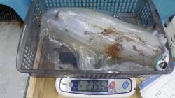 周参見堤防でヤエン釣りでアオリイカ2355…