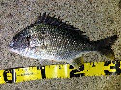 日高川河口でイソメの流し釣り★キビレ31cm★