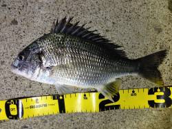 日高川河口でイソメの流し釣り★キビレ31c…