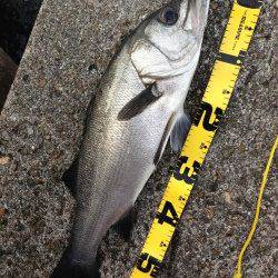 田辺・戎漁港、朝の暗いうちにヒラスズキがHit！！