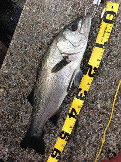 田辺・戎漁港、朝の暗いうちにヒラスズキがHit！！