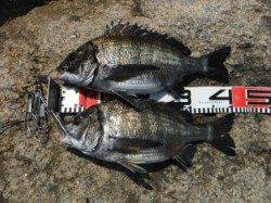 【オキアミフカセでチヌ！】南芦屋浜