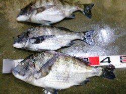 泉佐野食コン　ハネヒット！！