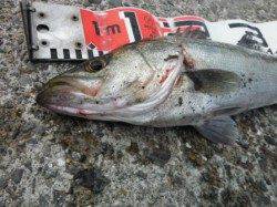 【今日もエビ撒きでハネ釣れました♪】南芦屋浜