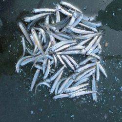 今年も田ノ浦でイワシが釣れ始めました♪