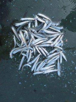 今年も田ノ浦でイワシが釣れ始めました♪