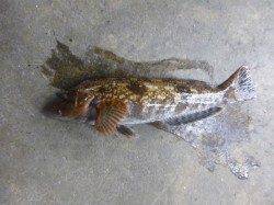 朝の北公園でシーバス！