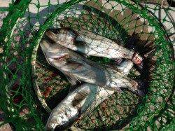 【エビ撒きハネ爆釣中です！】南芦屋浜