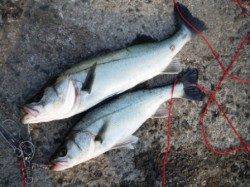 少し渋いですが　泉大津RT　5日あさ