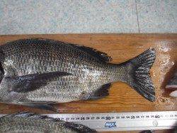 紀ノ川河口の投げ釣りでチヌ&キビレキャッチ!