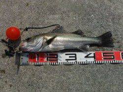 【来た～！年無し＆ハネ♪】南芦屋浜