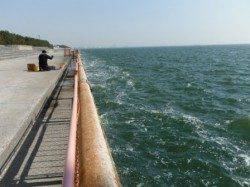 【エビ撒きでハネ爆釣♪】南芦屋浜