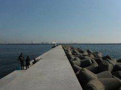 チヌ釣れてます！丸島防波堤（６日）