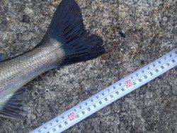 神戸第6防波堤シーバス情報