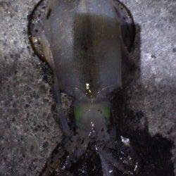 すさみ港 エギングでアオリイカ〜1300g3ハイ!