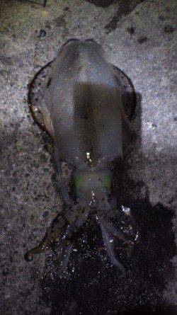 すさみ港 エギングでアオリイカ〜1300g3ハイ!