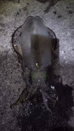 すさみ港 エギングでアオリイカ〜1300g…